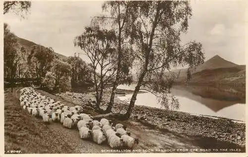 Scotland Schiehallion & Loch Rannoch sheep herd
