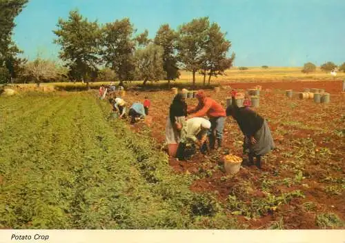 Cyprus potato crop