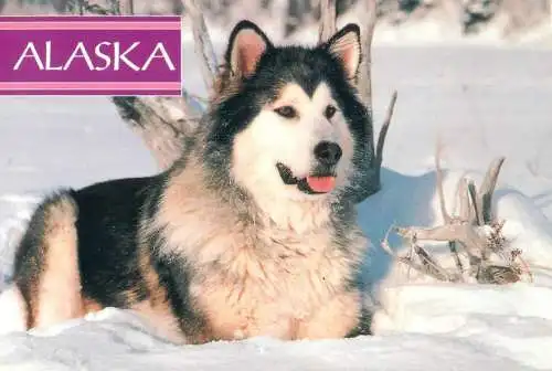 Alaskan Malamute dog photo