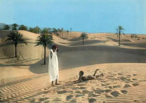 Africa Algiers sud algerien palmiers