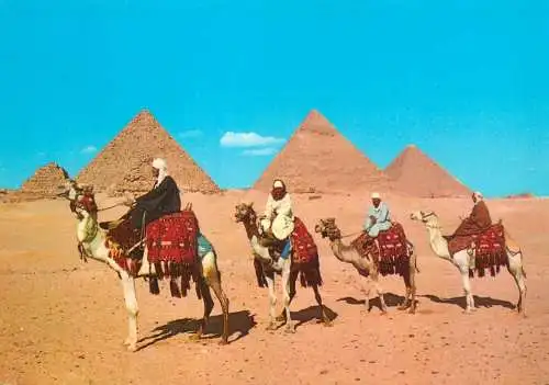 Egypt Gizeh arab camel and pyramids
