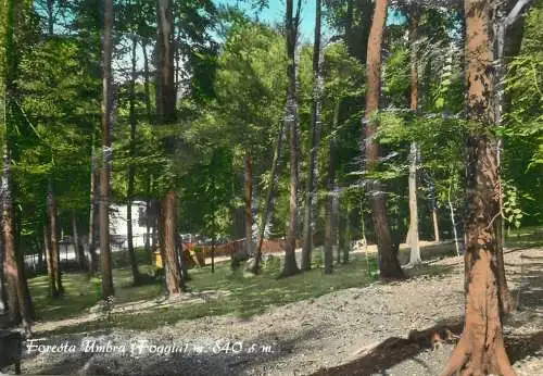 Italy Foresta umbra Foggia