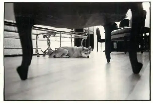 Animal dog humour fetch it yourself photograph by Mitchell Simon