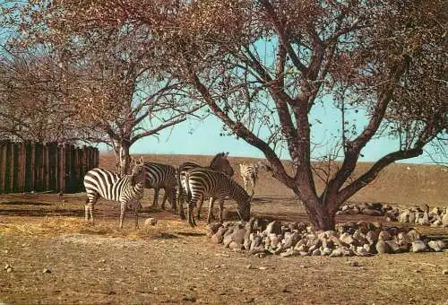 Animal types Grant's Zebra Metro Toronto Zoo
