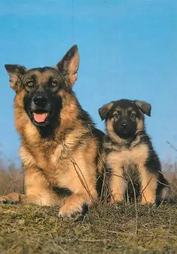 Animal types German Shepherd dog with pup