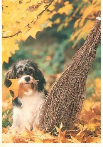 Animal types dog breed bichon autumn colours