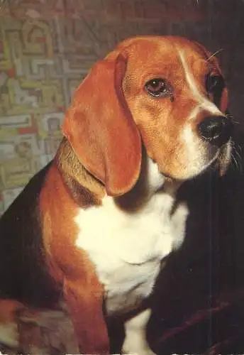 Animal types dog breed beagle