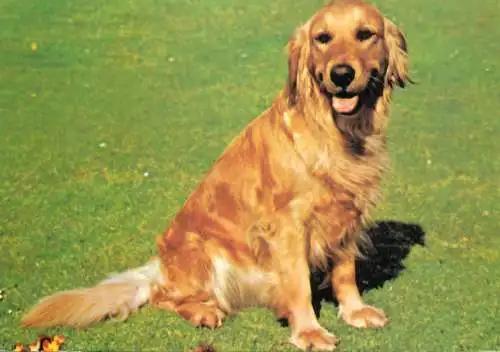 Animal types dog breed golden retriever