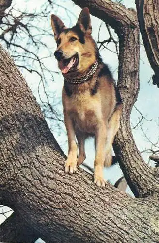 Animal types German Shepherd dog breed