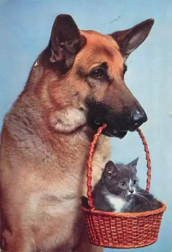 Animal types dog and kitten friendship funny photo