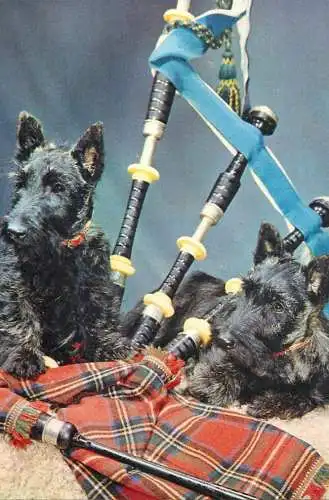 Animal types "Scotties and Bagpipes" funny dogs photo