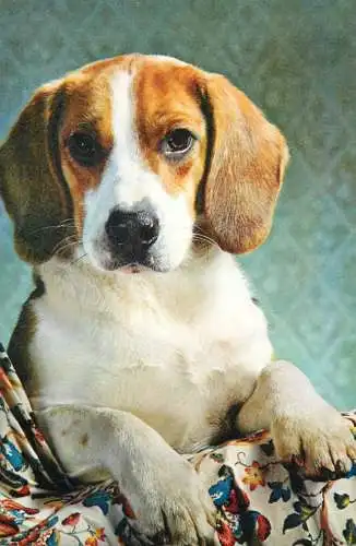 Animal types beagle dog breed