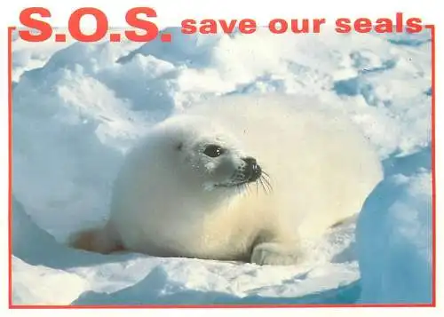 Animal types seal