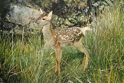 Animal types fawn young deer in natural surroundings