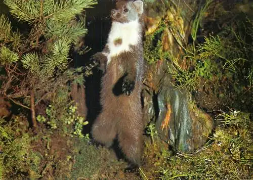 Animal types pine marten (martes martes)