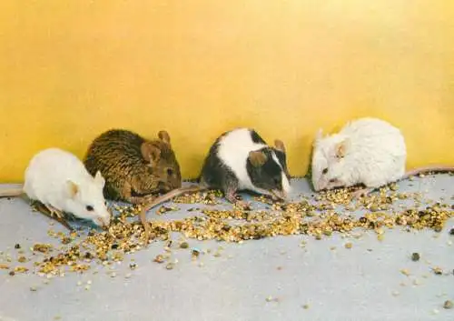 Animal types mice