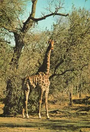 Animal wild life types and scenes giraffe