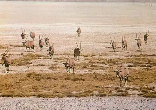 African wild life types and scenes antelopes