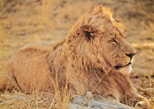Wild animals series - lion