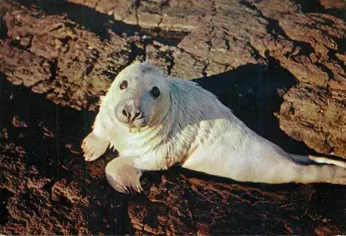 Animal types young seal
