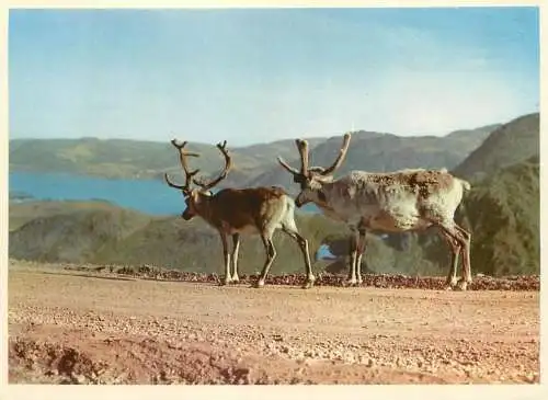 Norway North Cape Road Reindeers animal types