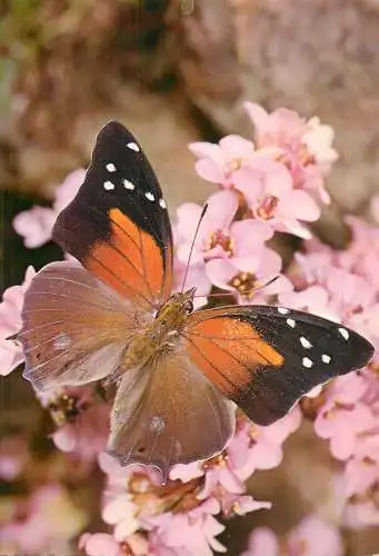 Butterfly types Historis