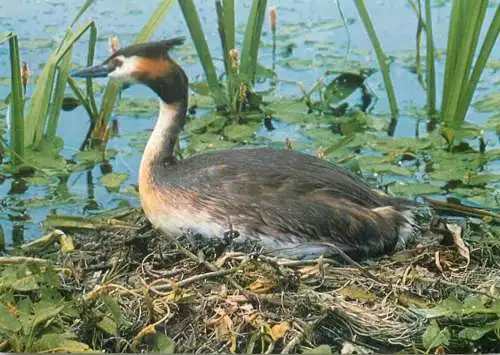 Animal bird types Great Crested Grebe