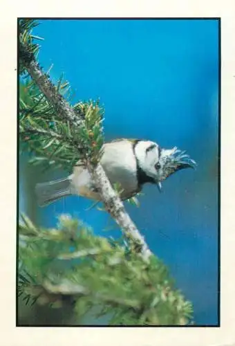 Animal bird types Tufted Tit Mouse
