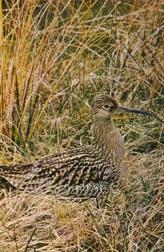 Animal bird types Curlew (Numenius arquata arquata)