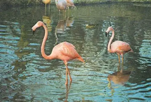 Animal bird types Cuban Flamingoes