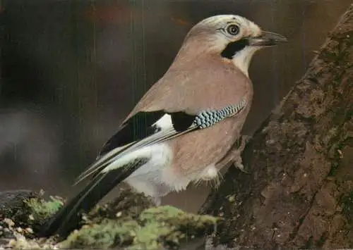 Animal bird types Jay (Garrulus glandarius)