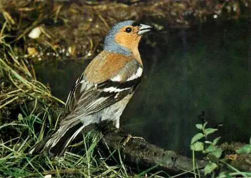 Animal bird types Chaffinch (Fringilla colebs gengleri)