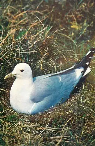 Animal bird types Common Gull