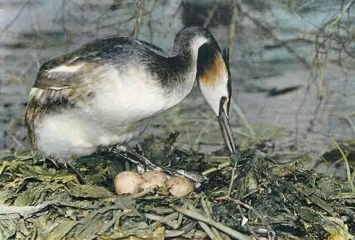 Animal bird types Great Crested Grebe on eggs