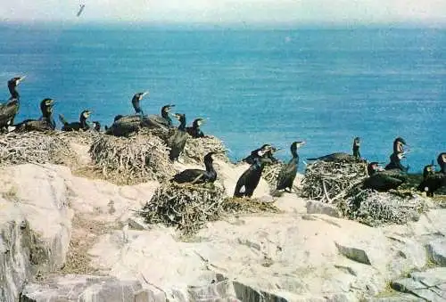 Animal bird types Cormorants