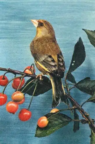 Animal bird types Greenfinch or Green Linnet