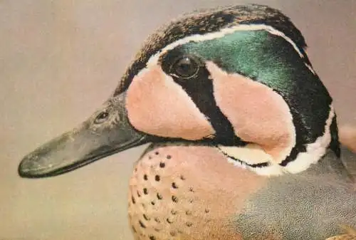 Animal bird types Baikal or Formosa Teal (Anas Formosa)