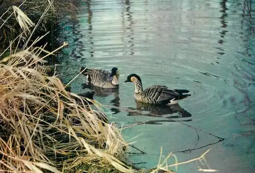 Animal bird types Ne-Ne or Hawaiian Geese (Branta sandvicensis)
