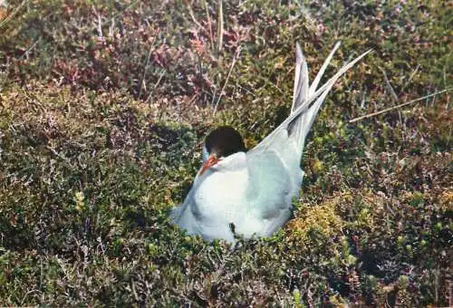 Animal bird types Arctic Tern