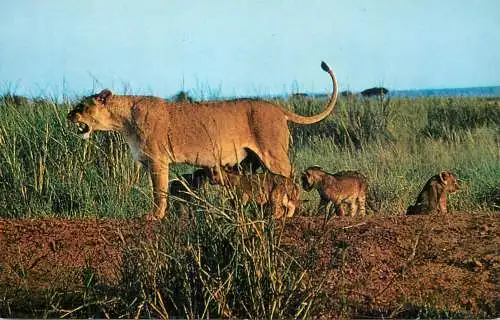 Animal types African wildlife lioness and cubs