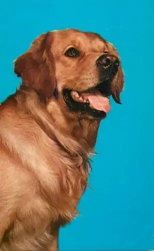 Animal types golden retriever dog breed