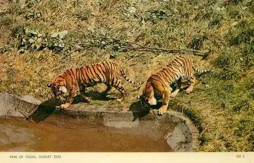 Dudley zoo animal types pair of tigers