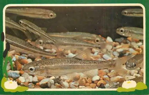 Animal types freshwater fish series - minnow
