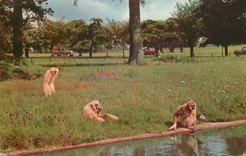 Animal types monkeys gibbons
