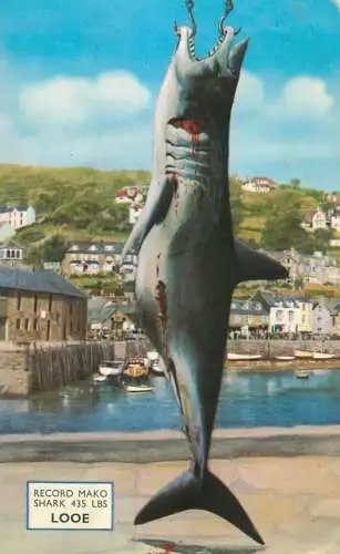 Animal types Mako shark