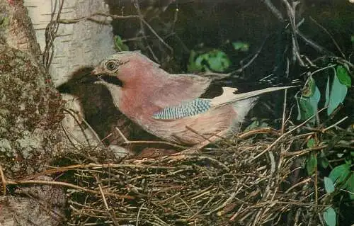 Animal types birds - jay