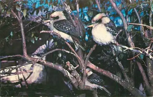 Animal types birds - the Kookaburra