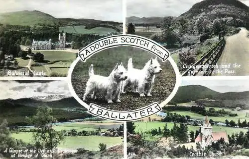 United Kingdom Scotland Ballater dogs