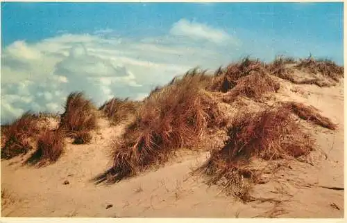 Belgium dunes
