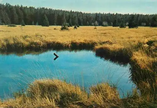 Belgium Hautes Fagnes Hohes Venn